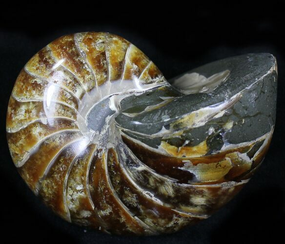 Cretaceous Nautilus Fossil - Madagascar #21933